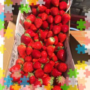 いちご狩り1